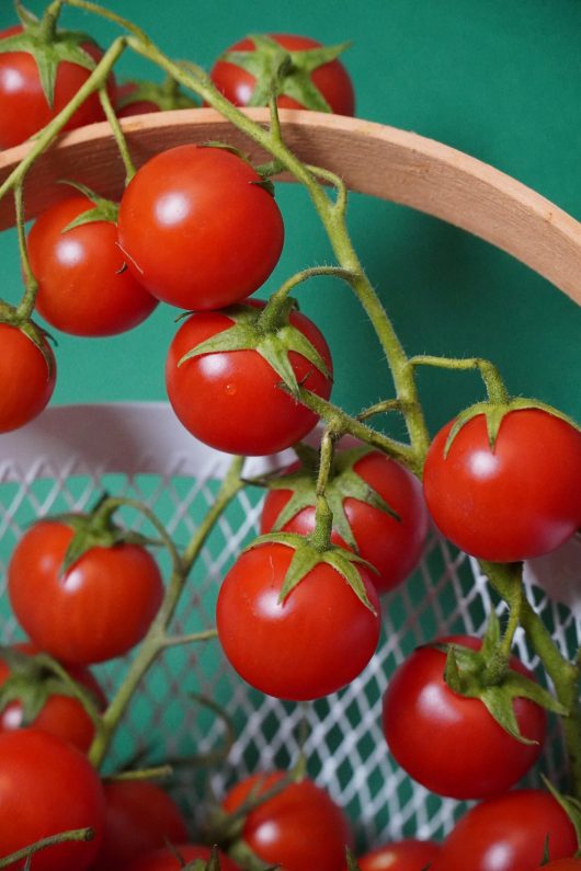 Cherrytomaten 1 Kg
